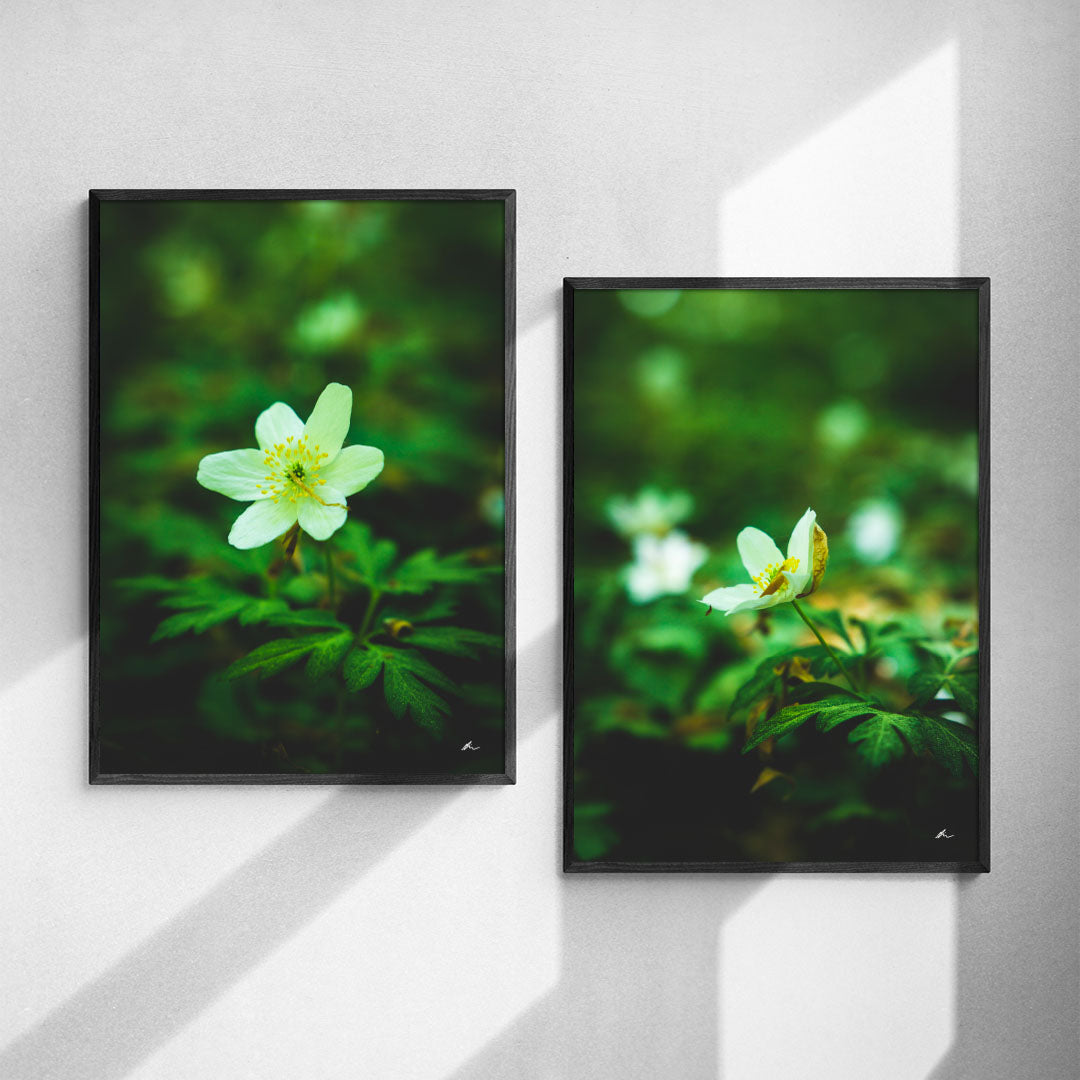 Plakatsæt: Hvide anemoner