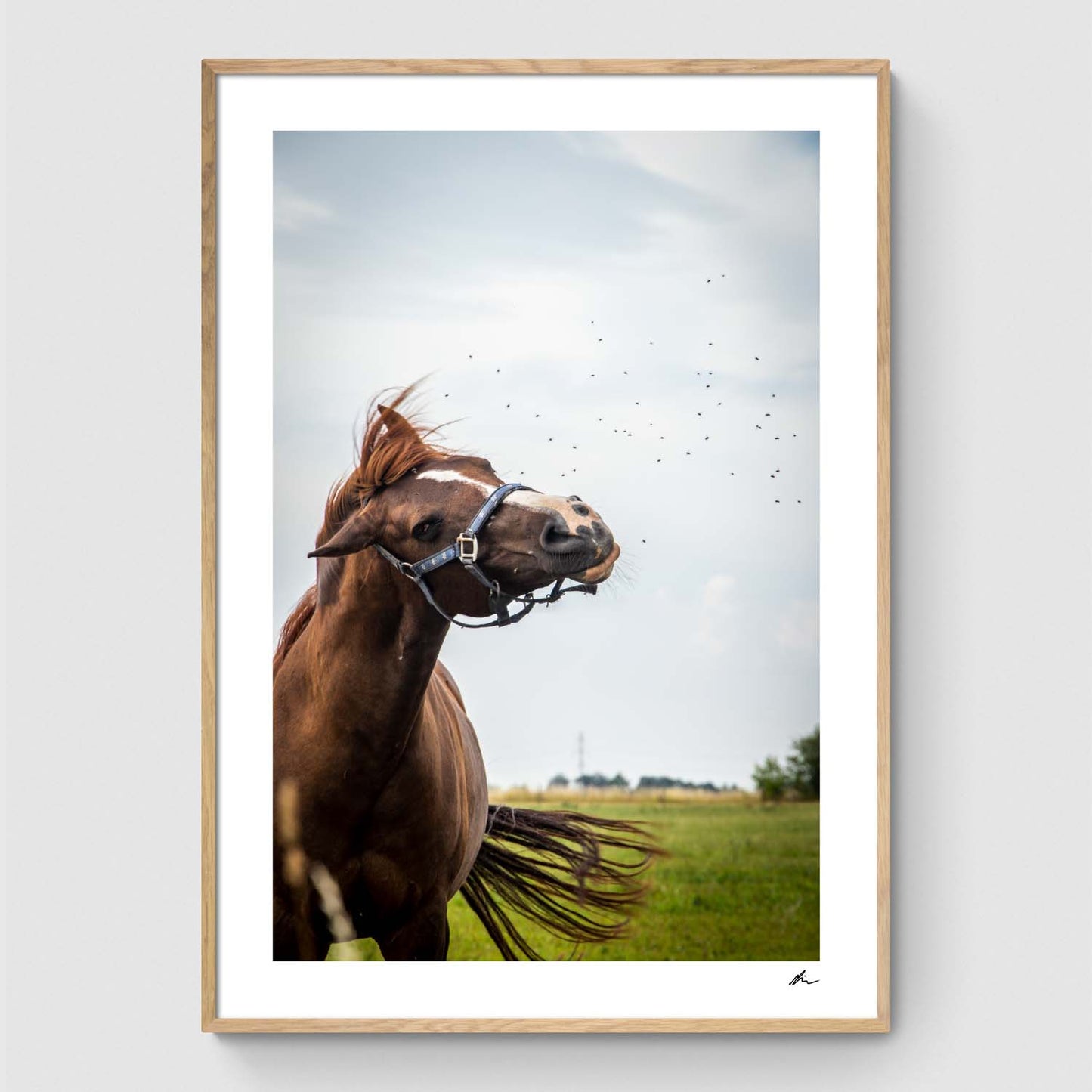 Horse shakes off flies