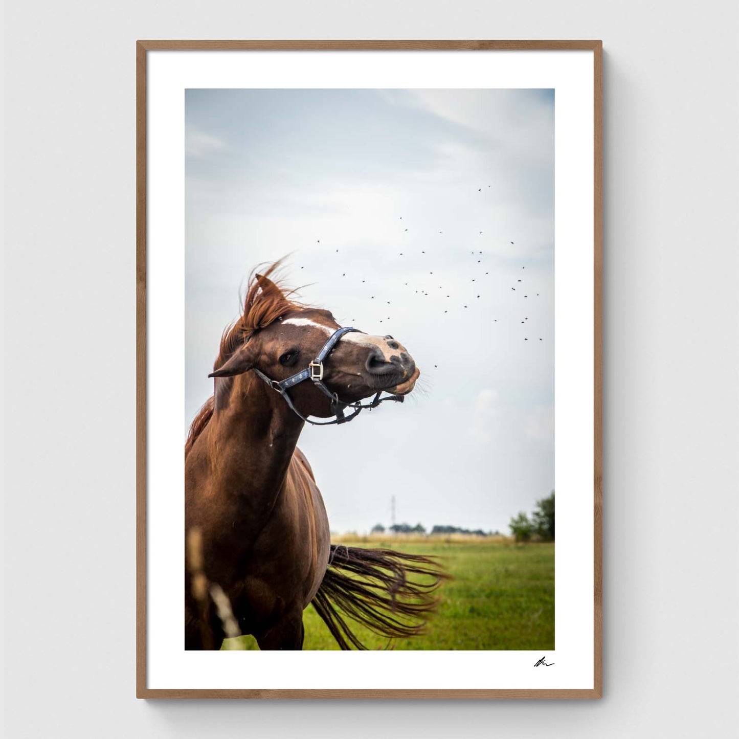 Horse shakes off flies