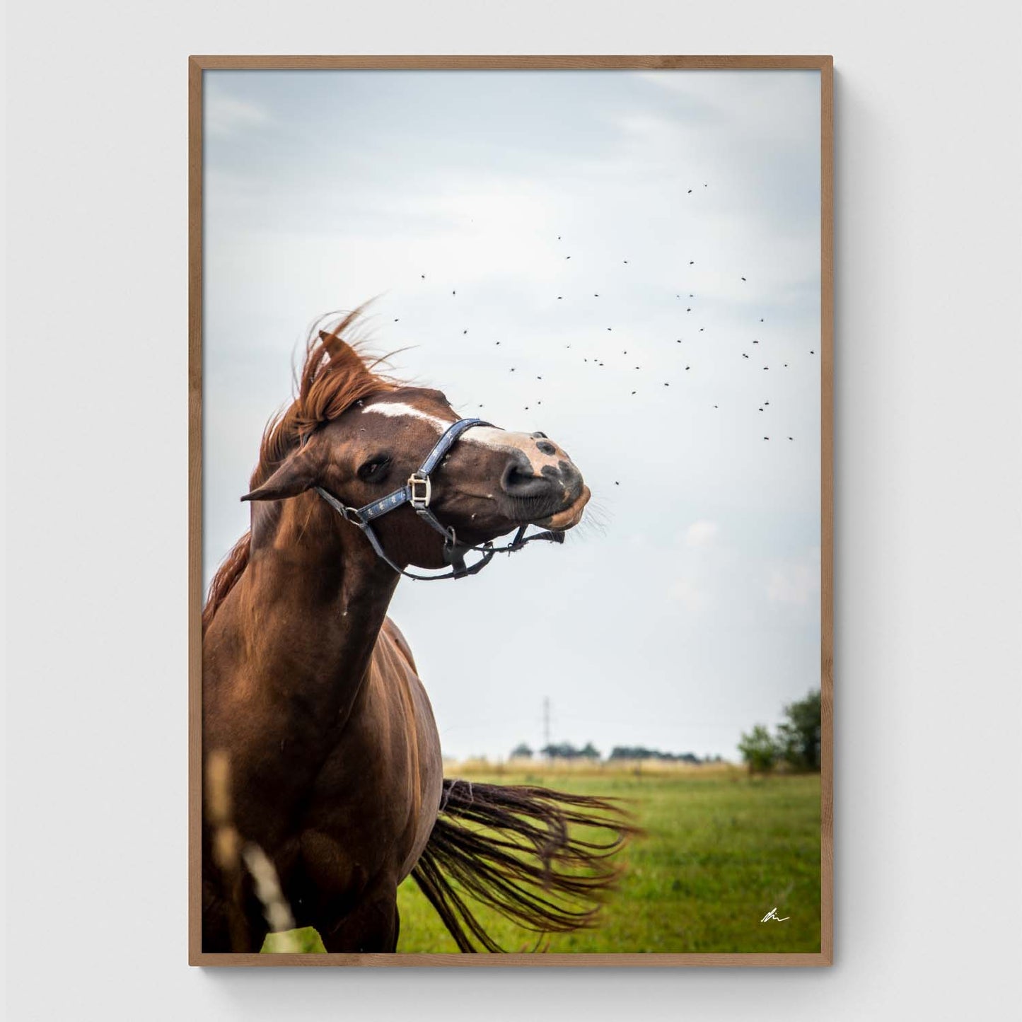 Horse shakes off flies