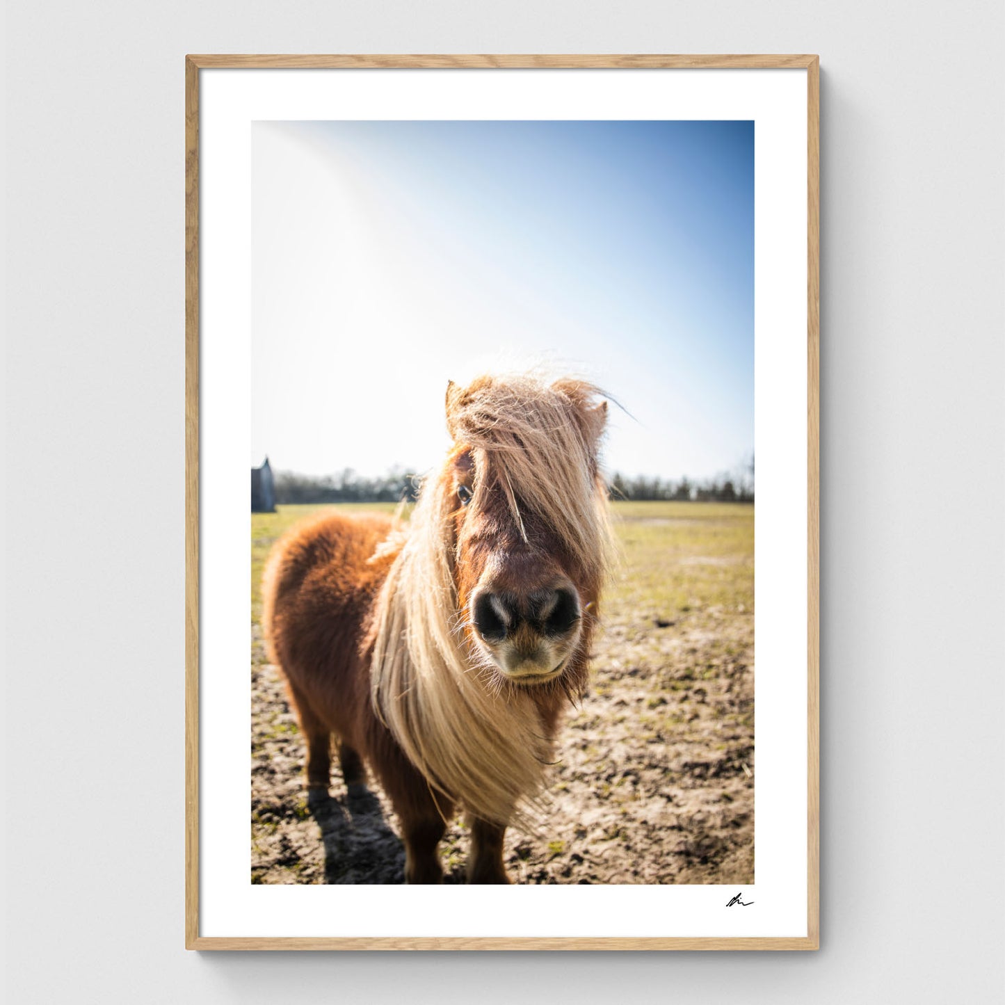 Horse in a field