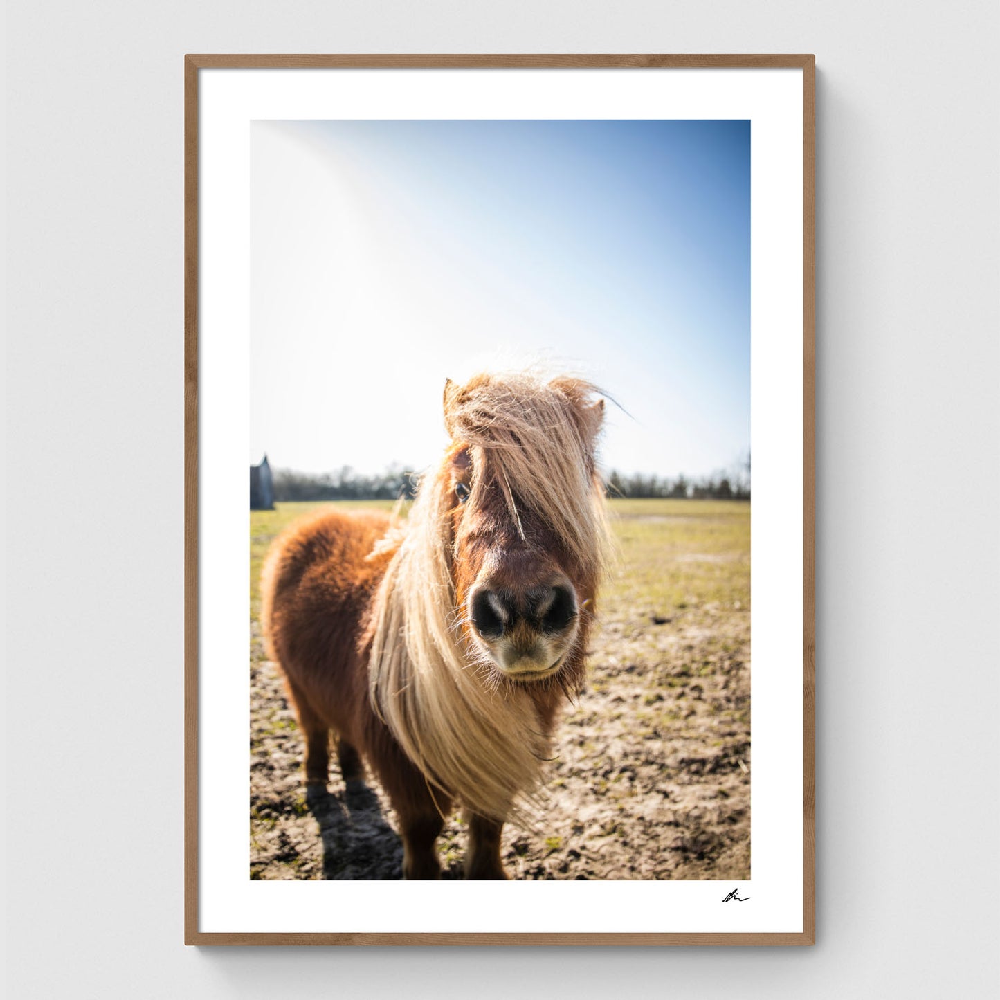 Horse in a field