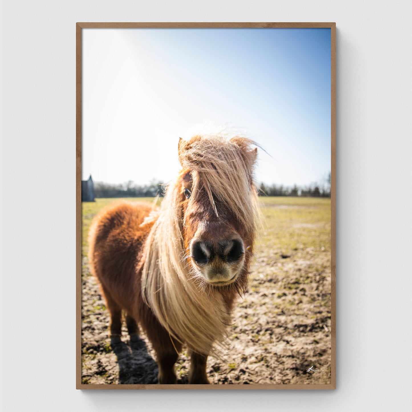 Horse in a field