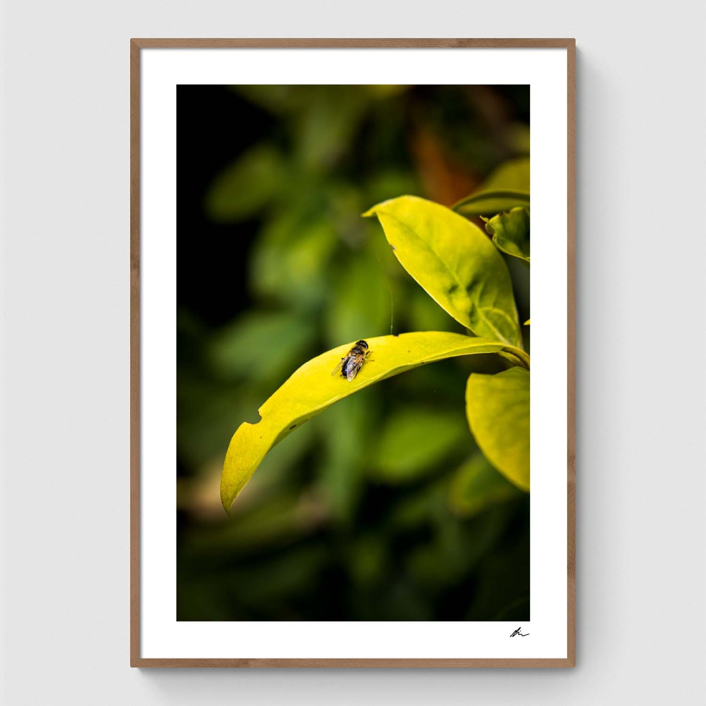 Bee on leaf