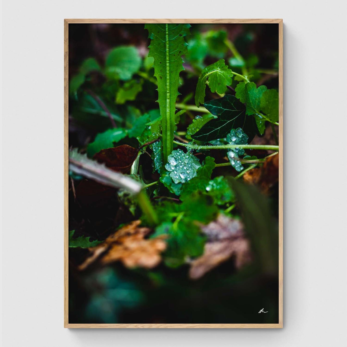Dråber på blad