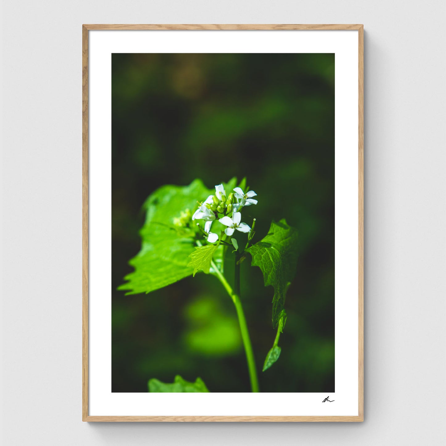 Onion cress