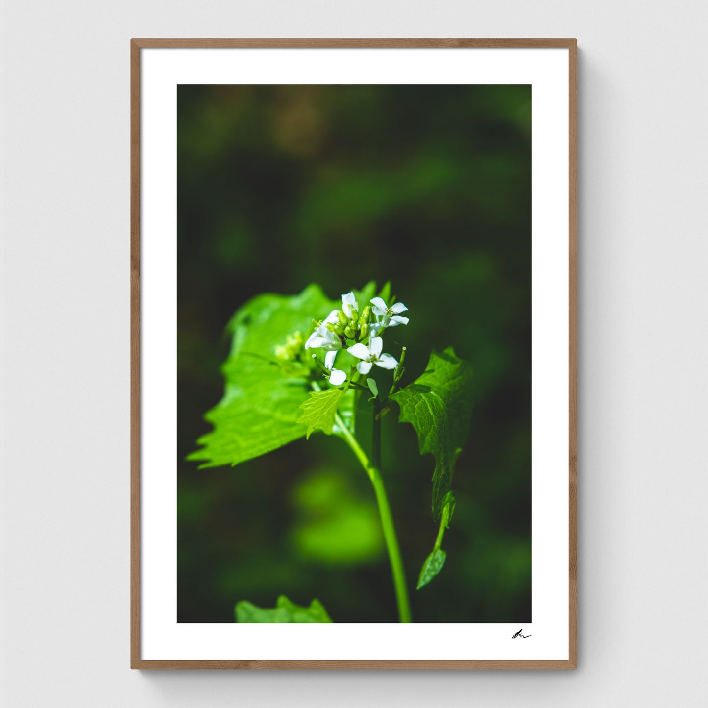Onion cress