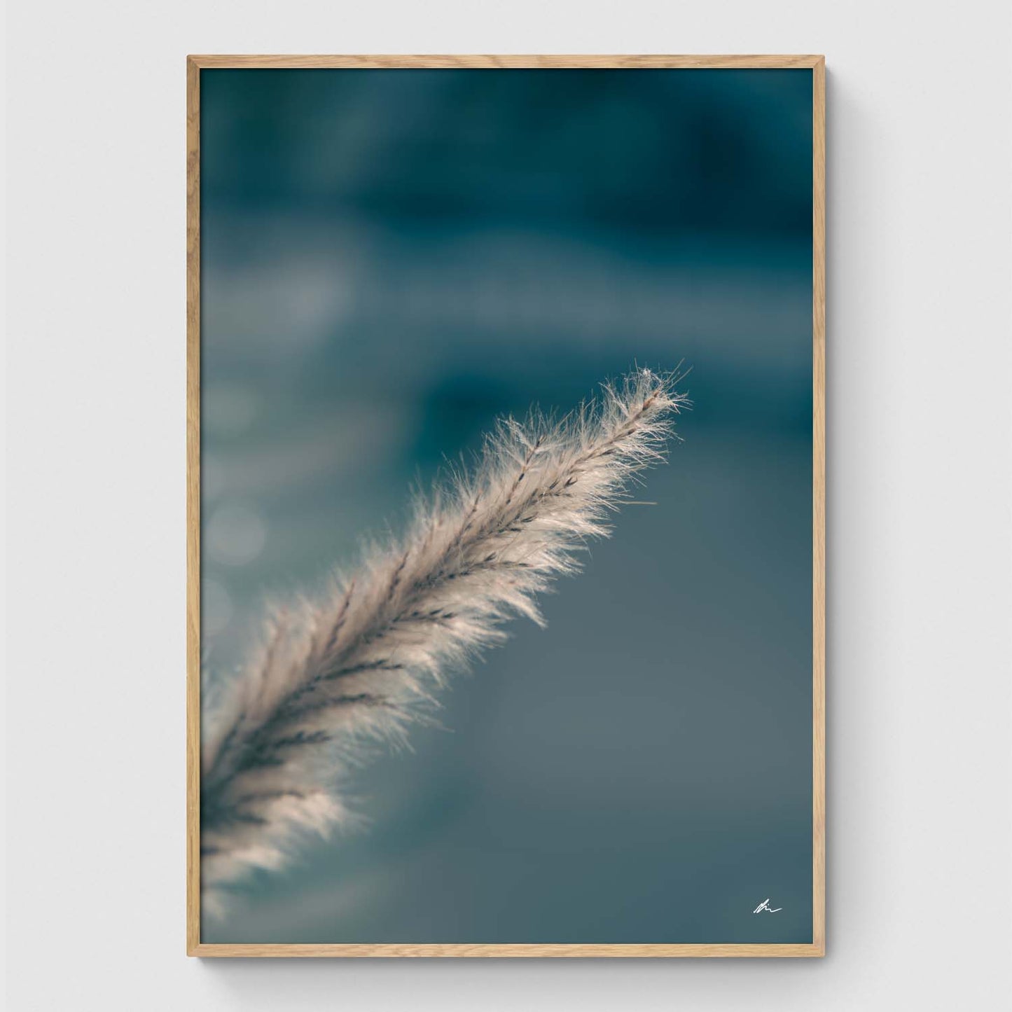 Pampas Grass