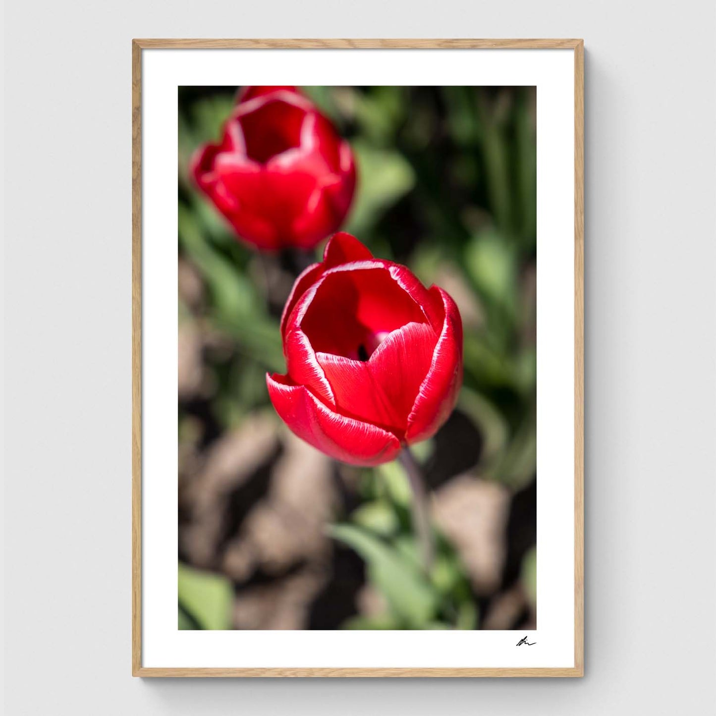 Rød tulipan