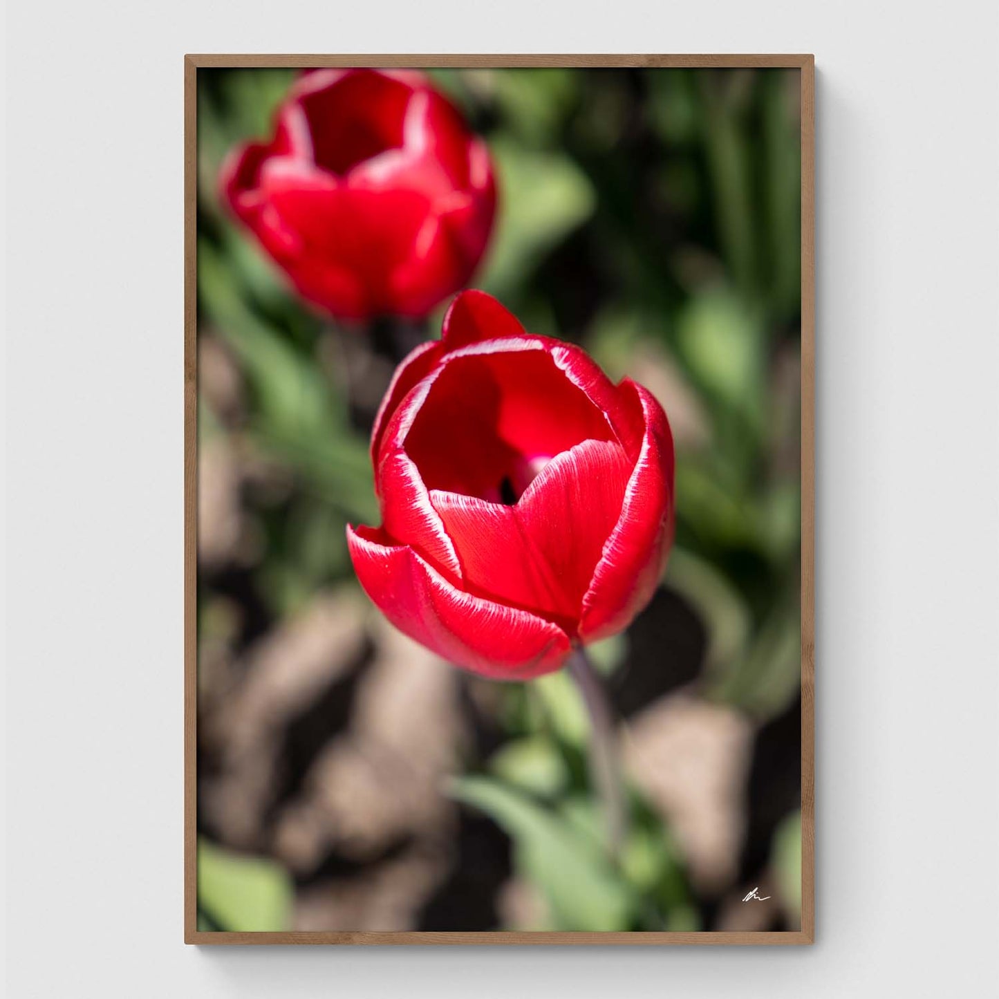 Rød tulipan