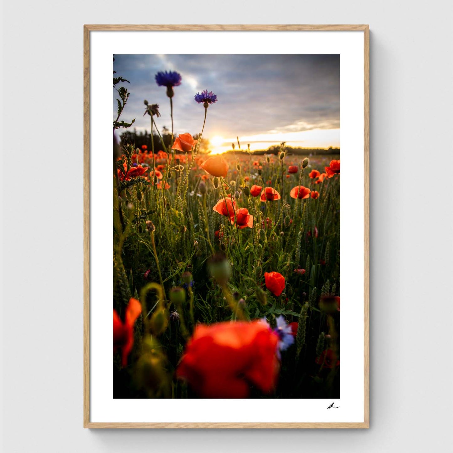 Poppies II
