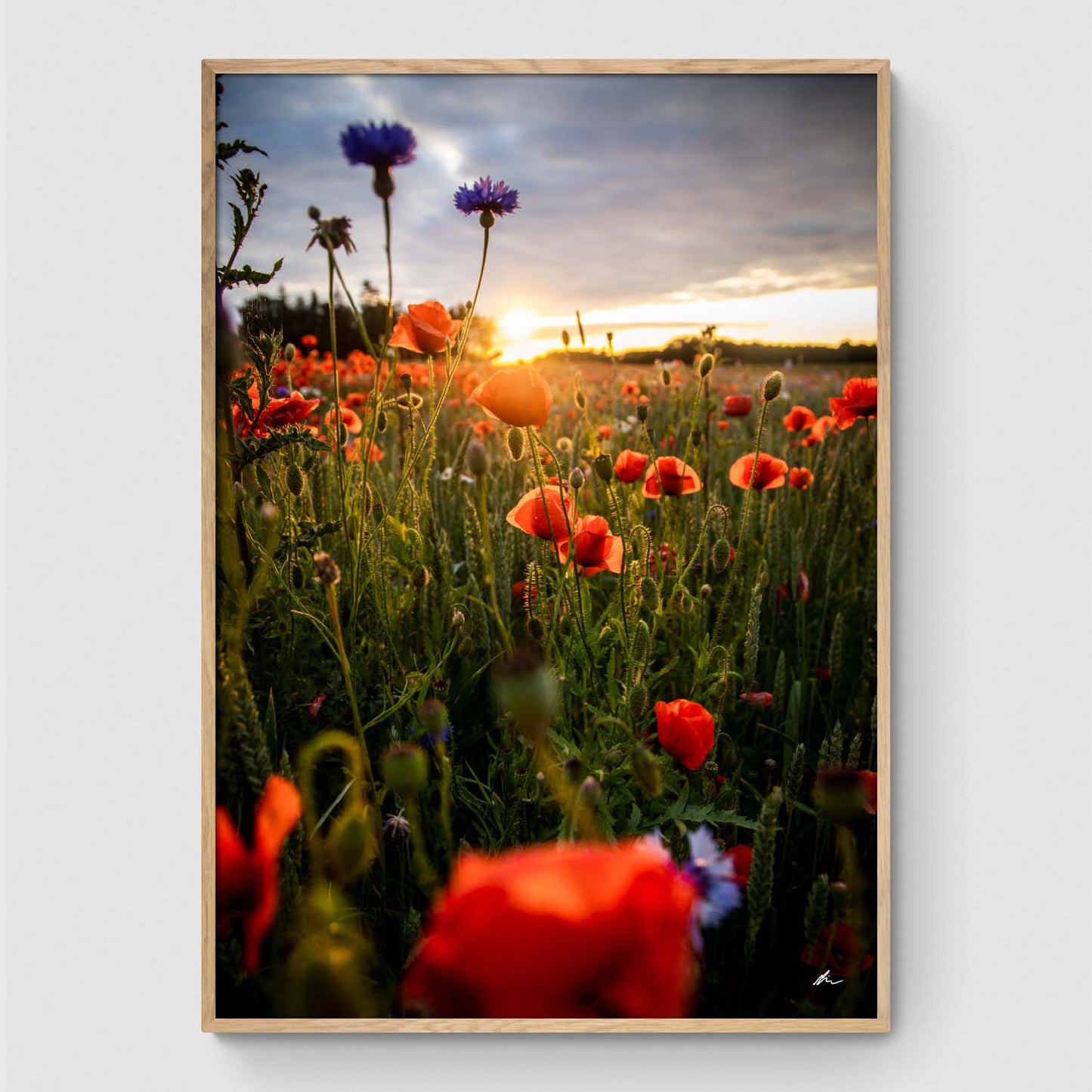 Poppies II