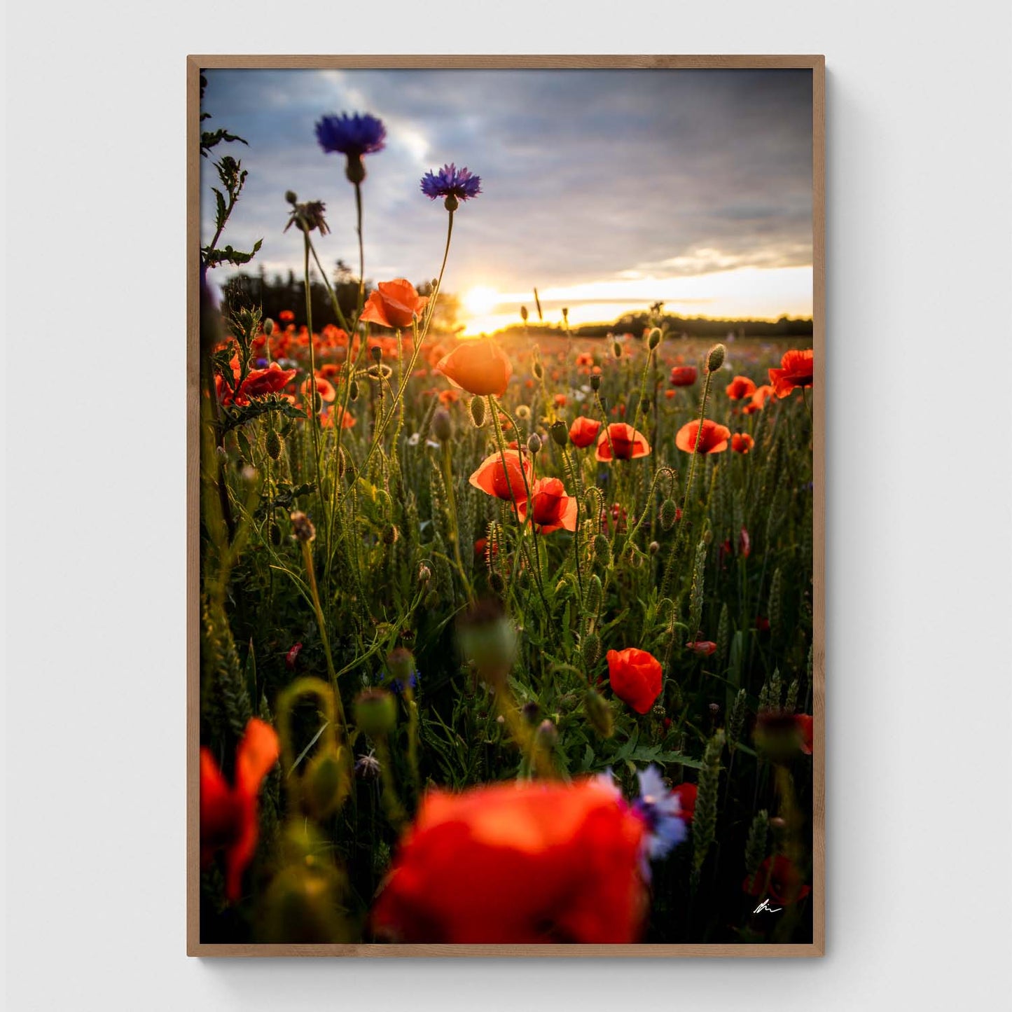 Poppies II