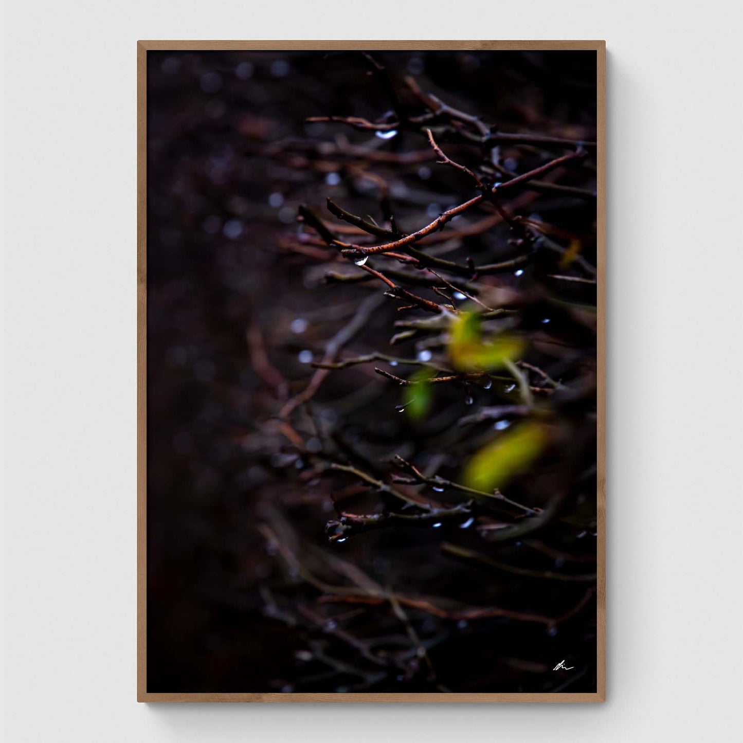 Winter Branch