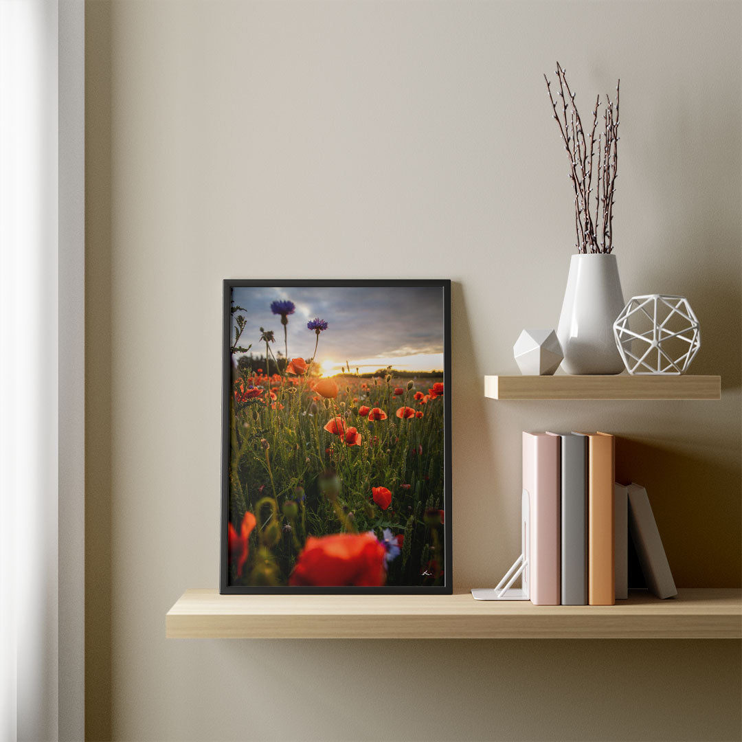 Poppies II