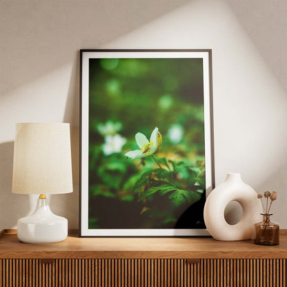 Naturplakater - Hvid anemone II - By Boel