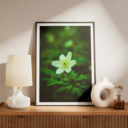 Naturplakater - Hvid anemone I - By Boel