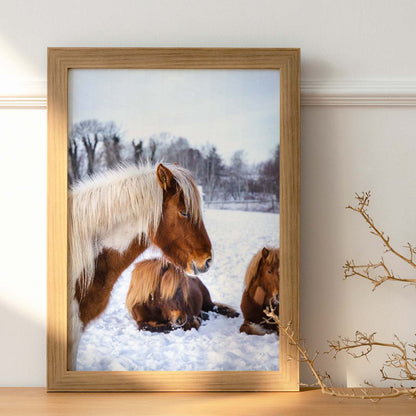 Dyreplakater - Plakat med islandske heste - By Boel