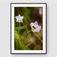 Bi i blomst