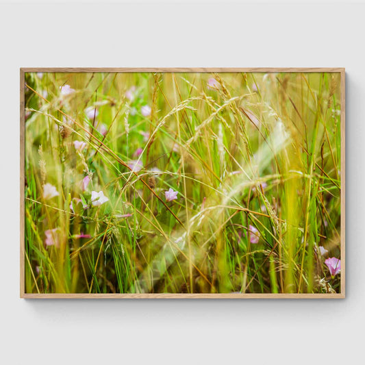 Reeds at sunset I