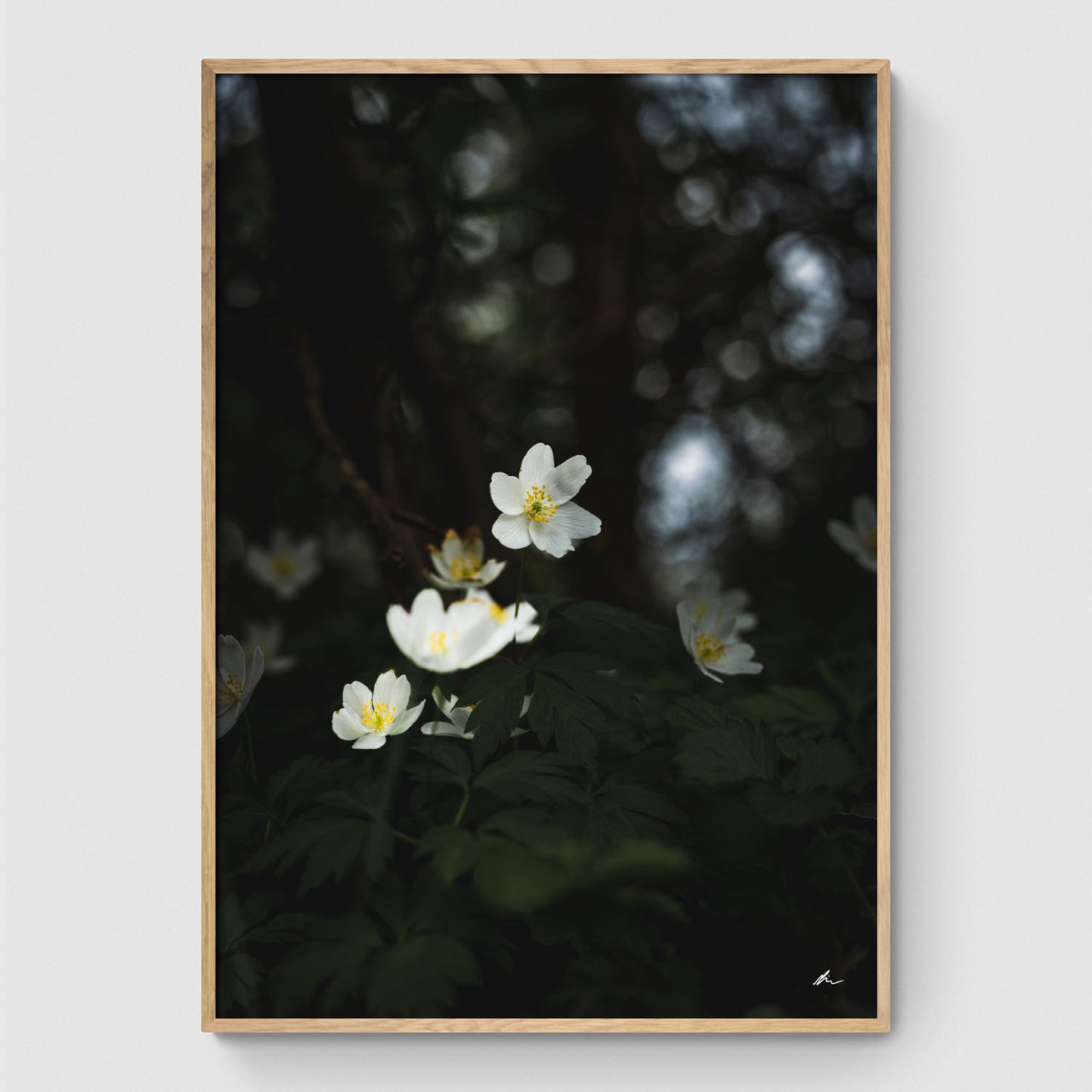 Hvide blomster II