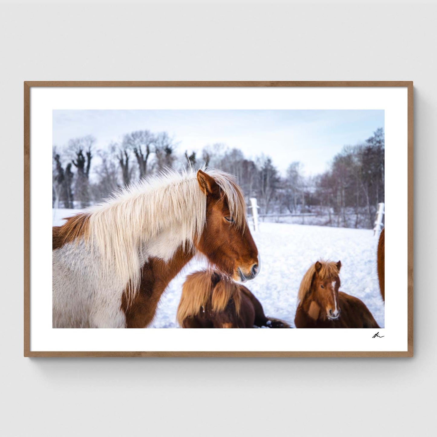 Islandske heste I