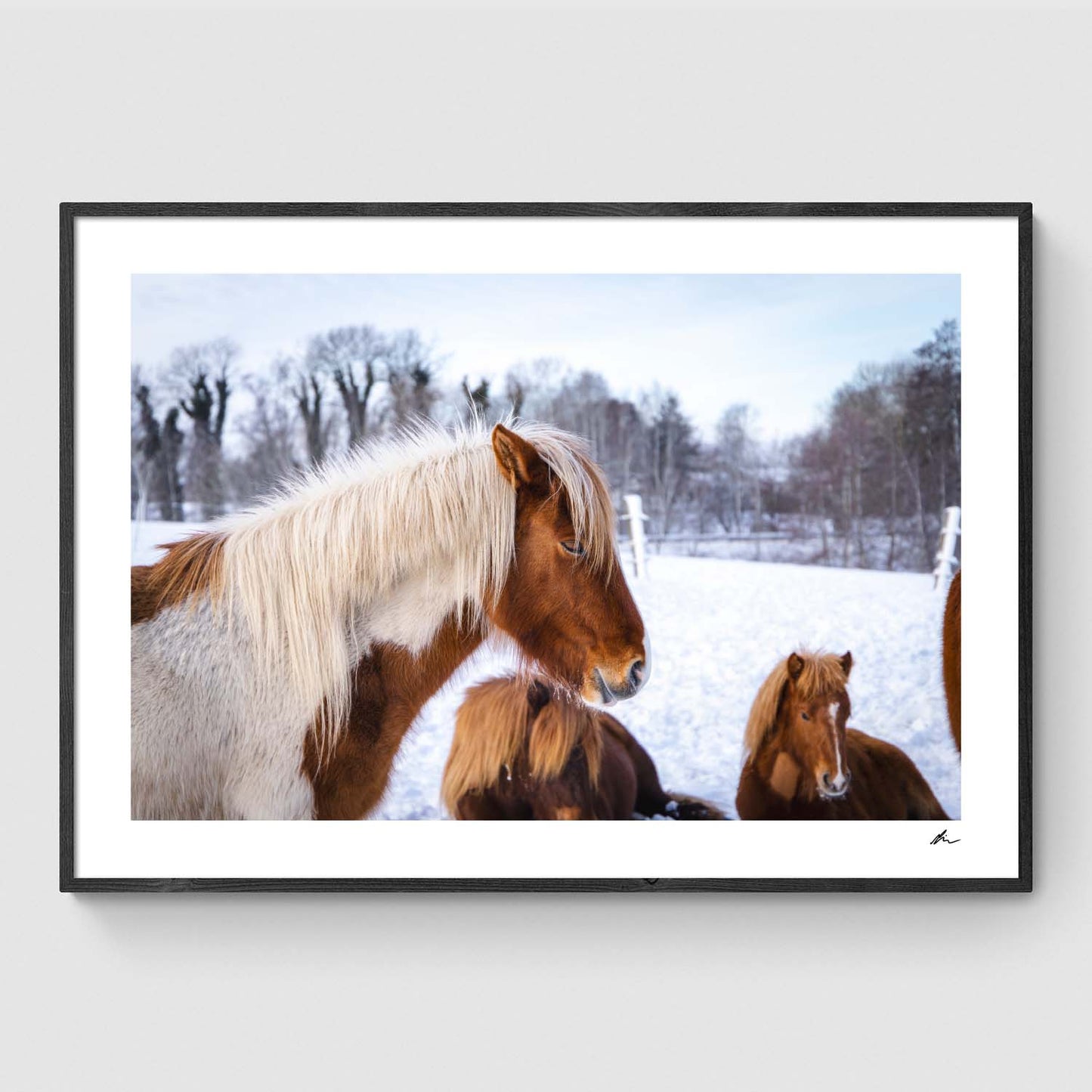 Islandske heste I