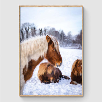 Islandske heste II