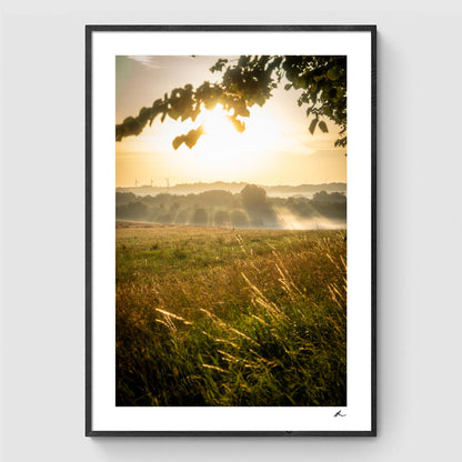 Reeds at sunset I