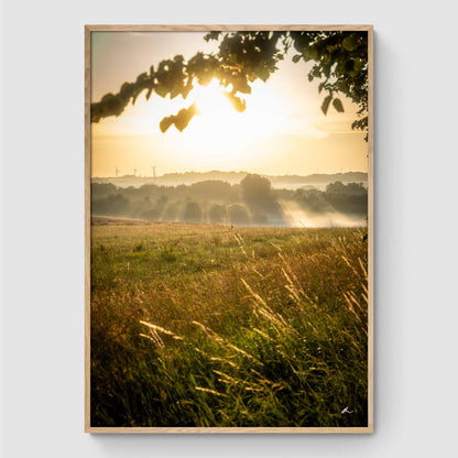 Reeds at sunset I