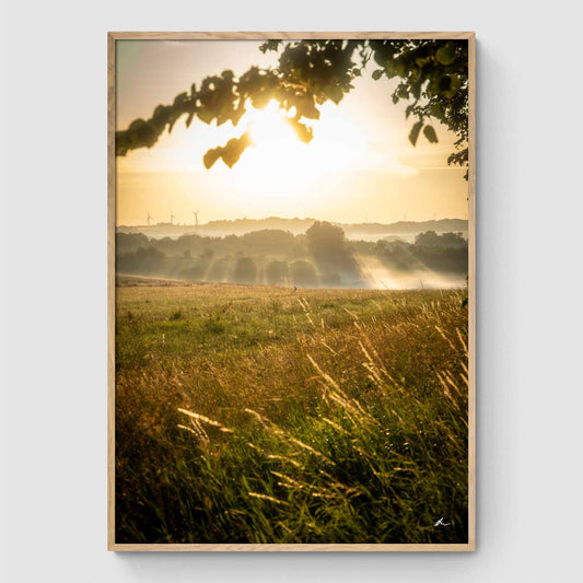 Reeds at sunset I