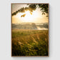 Reeds at sunset I