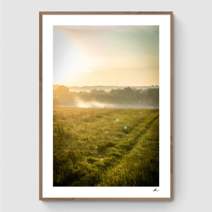 Reeds at sunset I