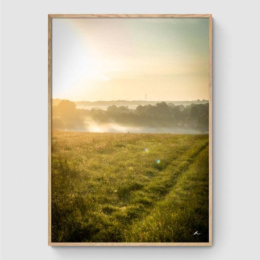 Reeds at sunset I