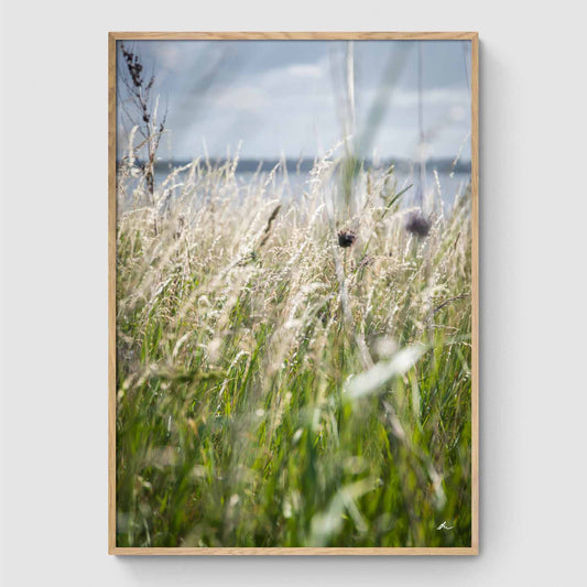 Reeds at sunset I