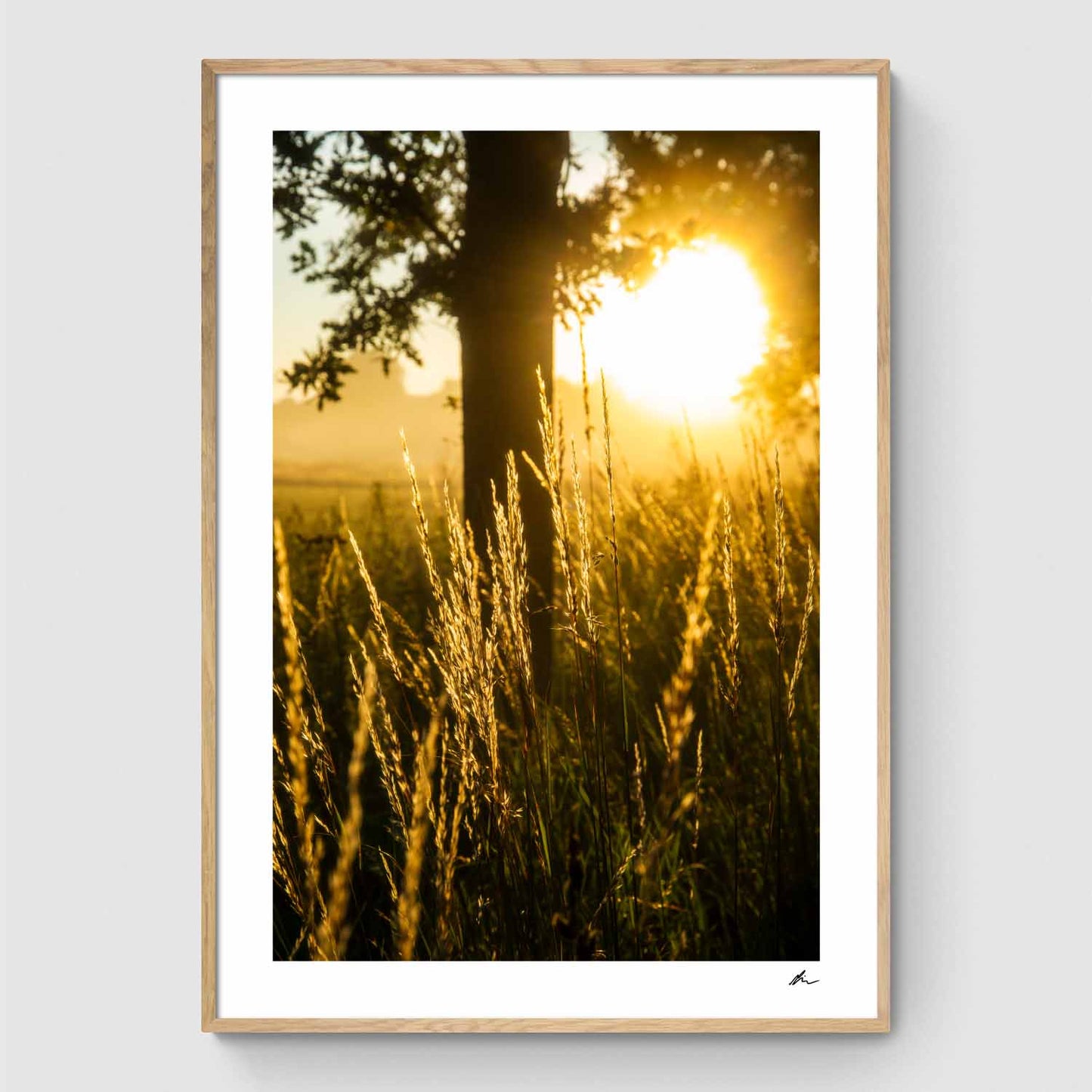 Reeds at sunset I