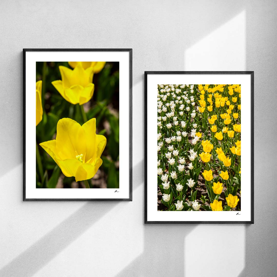 Plakatsæt: Forårets tulipaner