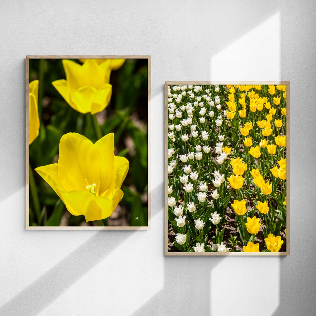 Plakatsæt: Forårets tulipaner