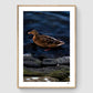 Poster Pack: Wild life trio