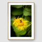 Bumblebee on flower