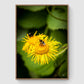 Bumblebee on flower