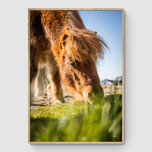 Hest spiser græs