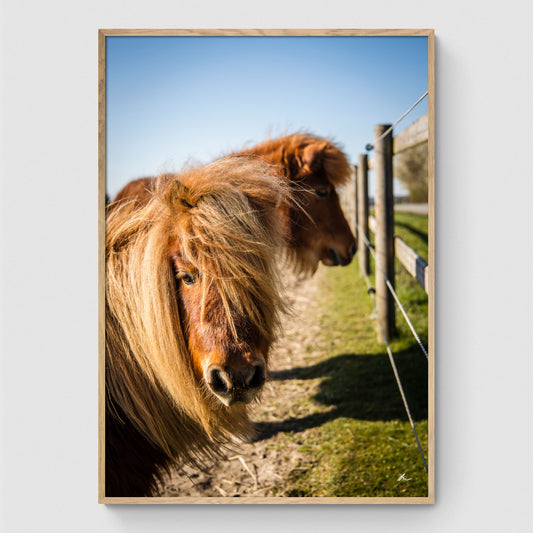 Horses in a field