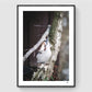 Laughing kookaburra looking up