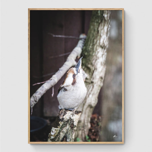 Laughing kookaburra looking up