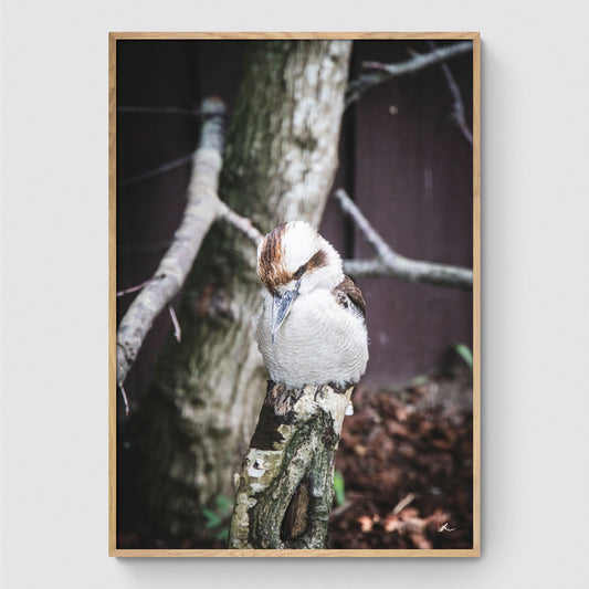 Laughing kookaburra on branch