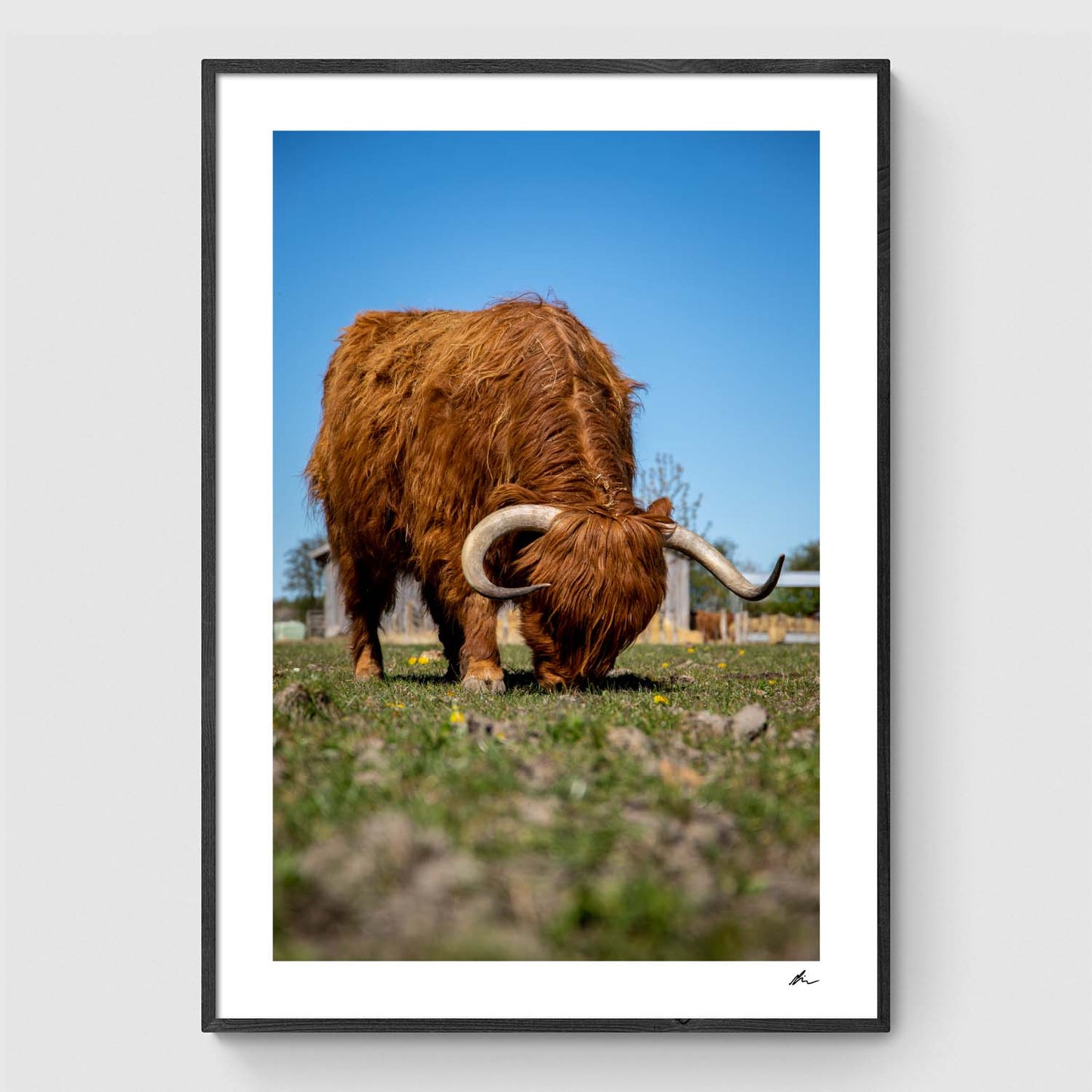 Scottish Highland Cattle Grazing