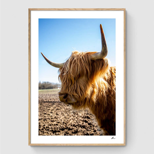 Scottish Highland Cattle