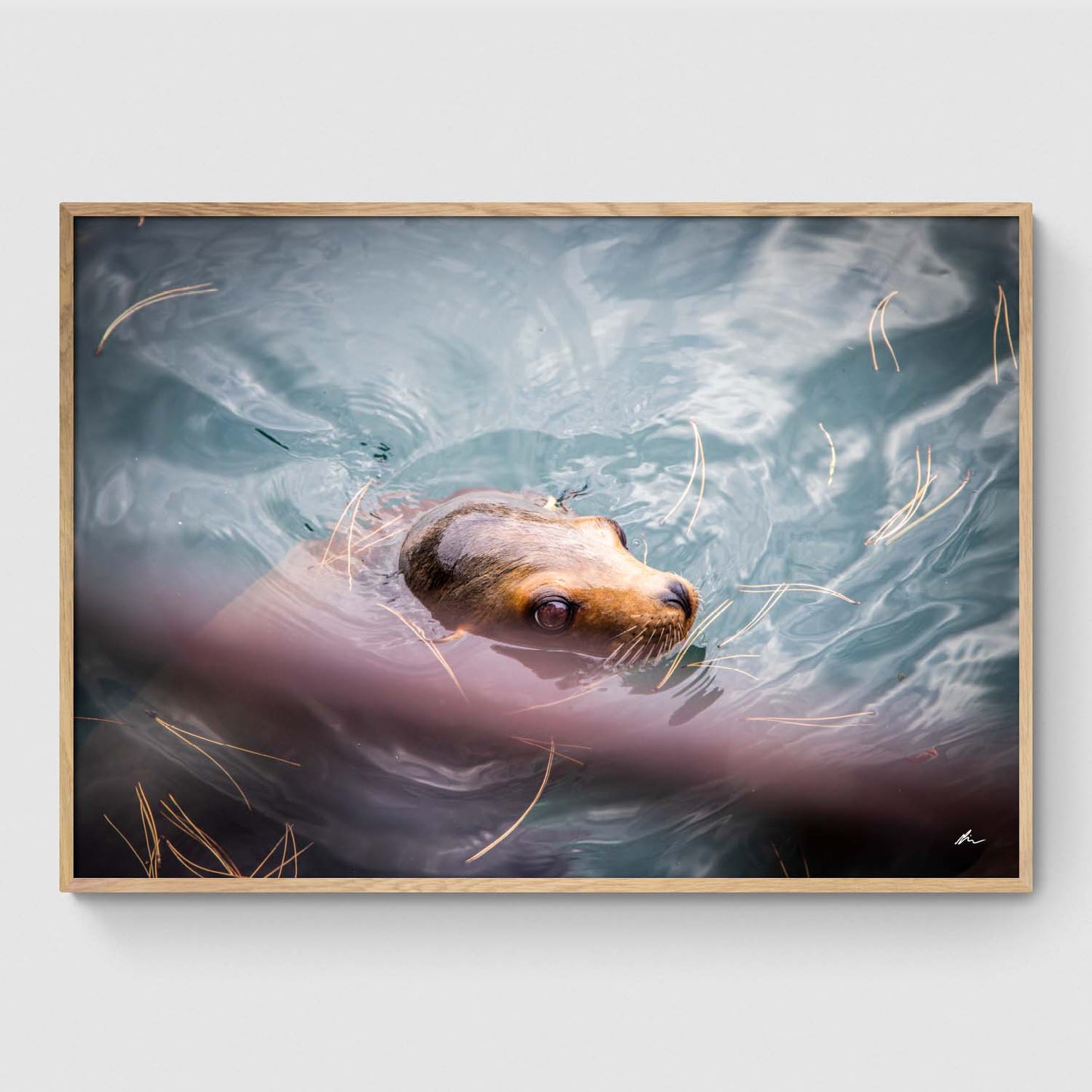 Sea lion in the water