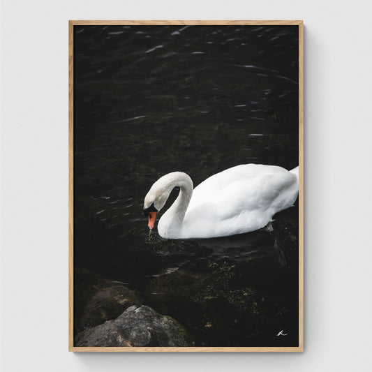 Swan in the water